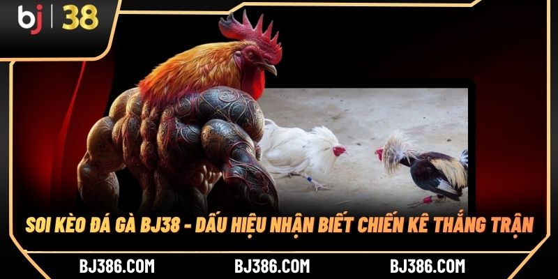 Soi Kèo Đá Gà BJ38 - Dấu Hiệu Nhận Biết Chiến Kê Thắng Trận